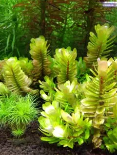 2026年最新】ロタラトゥルナデンシスの人気アイテム - メルカリ