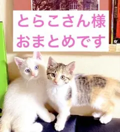 とらこさん様 リクエスト 4点 まとめ商品