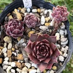 【速達】mamamama様専用　センペルビウム　パシフィックデビルズフード