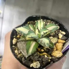 2026年最新】厳竜錦の人気アイテム - メルカリ