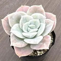 waka様 リクエスト 2点 まとめ商品