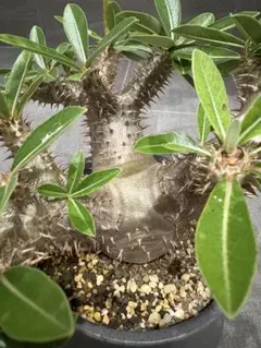 2025年最新】恵比寿大黒 種子の人気アイテム - メルカリ