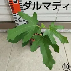 3395 農薬不使用 イチジク ②Crema di Mora挿木苗 - メルカリ