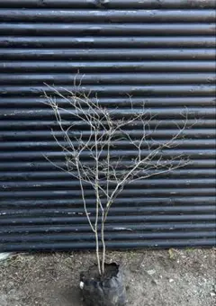 2026年最新】ナツハゼの人気アイテム - メルカリ