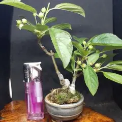 ピンコ様 リクエスト 2点 まとめ商品