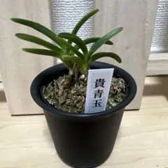 富貴蘭・フウキラン　【貴青玉・キセイギョク】　第四種郵便のサムネイル