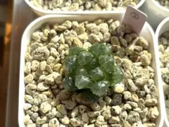 多肉植物 ハオルチア オブツーサ トゥルンカータ 透明窓 ⑤⑥ の【2苗セット】