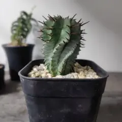 ☆極上品☆ゼブラホリダ　関上ホリダ　ホリダ　幅7.2cm 白衣ホリダ　オベサ 2025年最新】ホリダ ゼブラの人気アイテム - メルカリ