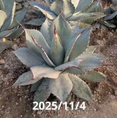 2025年最新】トランカータ 実生の人気アイテム - メルカリ