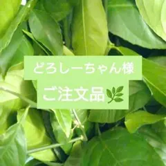 【どろしーちゃん様専用】予約マイヤーレモンの葉