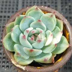 パステルブロッサム 抜き苗 おらいさん苗 ミックスベリア 多肉植物