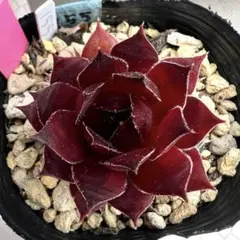 多肉植物 センペルビウム ストロベリーキウイ No.155【桃】 - メルカリ
