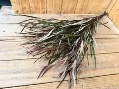 kiichi様 リクエスト 2点 まとめ商品