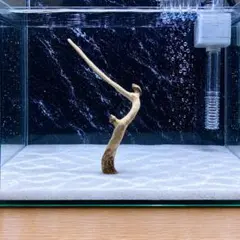 水槽用流木　No_101のサムネイル