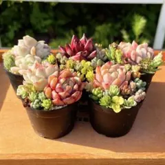 13 多肉植物の小さな寄せ植え☆そのまま飾れる☆5コセット