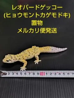 レオパードゲッコー(ヒョウモントカゲモドキ) 置物 メルカリ便発送