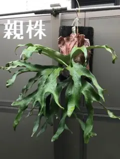 ビカクシダ アルテミス　クアドリコトマム✖️アルシコルネのサムネイル