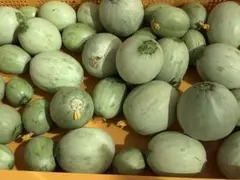 摘果メロン　漬物や炒め物に　新潟県産　2キロのサムネイル