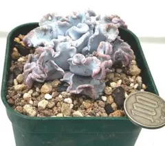 shiiiinooo様 リクエスト 3点 まとめ商品