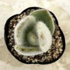 ❀るなこむ❀様 リクエスト 2点 まとめ商品