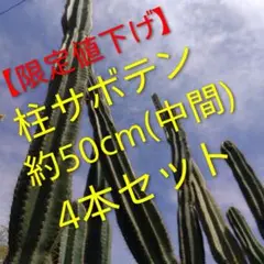 【限定値下げ】柱サボテン4本セット（中間）約50センチのサムネイル