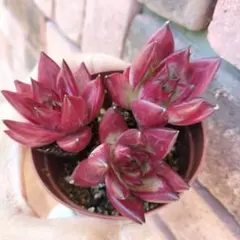 Ribon★(◕ᴗ◕✿)♥様 リクエスト 4点 まとめ商品　速達付き