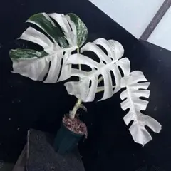 2026年最新】ホワイトタイガー モンステラの人気アイテム - メルカリ