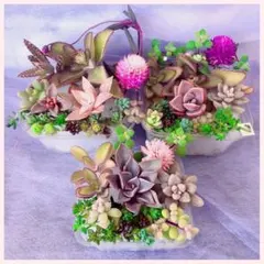 訳あり　7 多品種　カラフル　育て方メモ　多肉植物　紅葉が綺麗❤️3セット