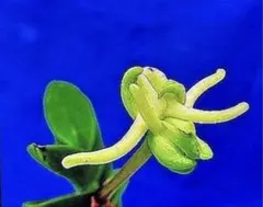 2026年最新】富貴蘭 本の人気アイテム - メルカリ