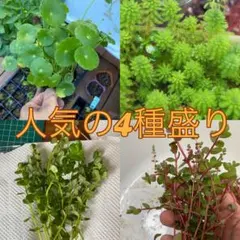 人気の水草4種盛り　 無農薬　 ビオトープ 水草セットのサムネイル