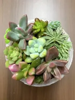 多肉植物・セダムセット③