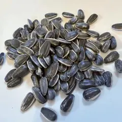 【ペット用】大粒ひまわりの種　500g×5袋セットのサムネイル