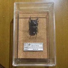 2025年最新】オオクワガタ 採集の人気アイテム - メルカリ