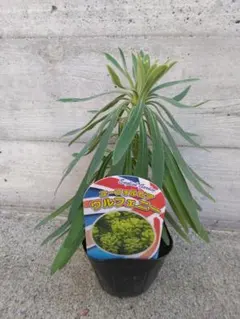 多肉ラブちゃん様 リクエスト 2点 まとめ商品