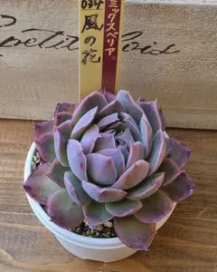 リリアン様 リクエスト 2点 まとめ商品