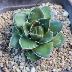 2026年最新】ピンキー アガベの人気アイテム - メルカリ