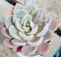 ꕤclara*様 リクエスト 3点 まとめ商品