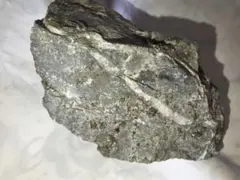 国産 日本の化石 美祢 シダ類の化石 原石 植物 木の葉 標本 シダ 1836g