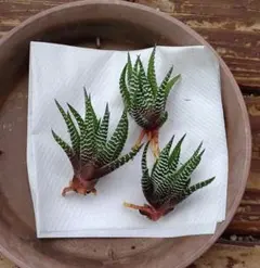 ふみちゃん様 リクエスト 2点 まとめ商品