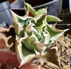 2026年最新】アガベ発根済みの人気アイテム - メルカリ