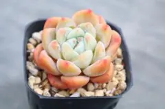 t*i様 エケベリア・オレンジモンロー×アイスグリーン