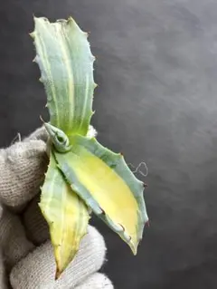 2026年最新】アガベ 錦の人気アイテム - メルカリ