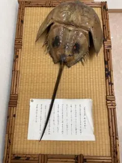 2026年最新】カブトガニ 標本の人気アイテム - メルカリ