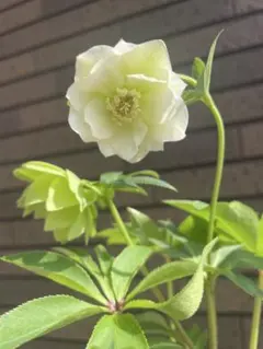 2026年最新】クリスマスローズ苗 フレグランスの人気アイテム - メルカリ