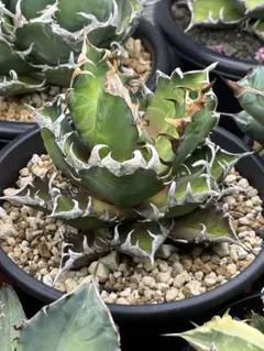 2026年最新】レッドキャットウィーズルの人気アイテム - メルカリ