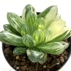 61b 多肉植物 ハオルチア 紫王オブツーサ錦 自家繁殖 抜き苗発送