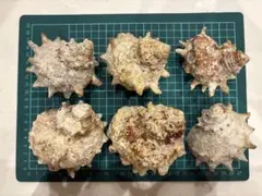 Item thumbnail for item 3e635f78-aad5-460b-8ed4-76df50c36fac