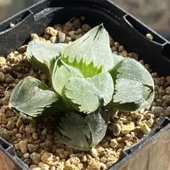 2026年最新】虞美人 多肉の人気アイテム - メルカリ