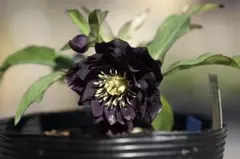 2026年最新】八咫烏 クリスマスローズの人気アイテム - メルカリ