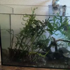 2026年最新】ボルビティス ヒュディロティの人気アイテム - メルカリ